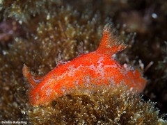 Plocamopherus maderae