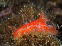 Plocamopherus maderae