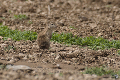 Xerospermophilus perotensis