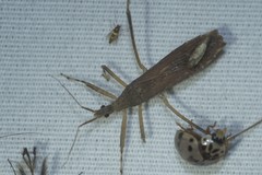 Pygolampis pectoralis