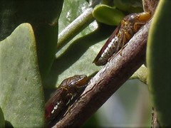 Homalodisca liturata