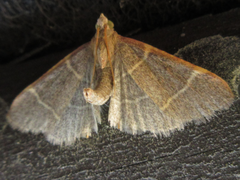 Hypsopygia glaucinalis