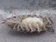 Koreoniscus racovitzai