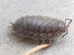 Koreoniscus racovitzai
