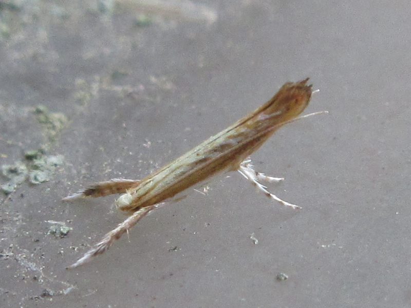 Cuphodes