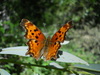 Oreas Comma - Photo (c) kevinhintsa, some rights reserved (CC BY-NC), uploaded by kevinhintsa