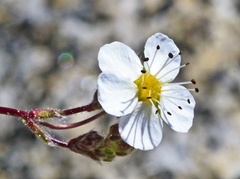 Ivesia santolinoides