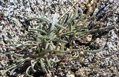 Ivesia santolinoides