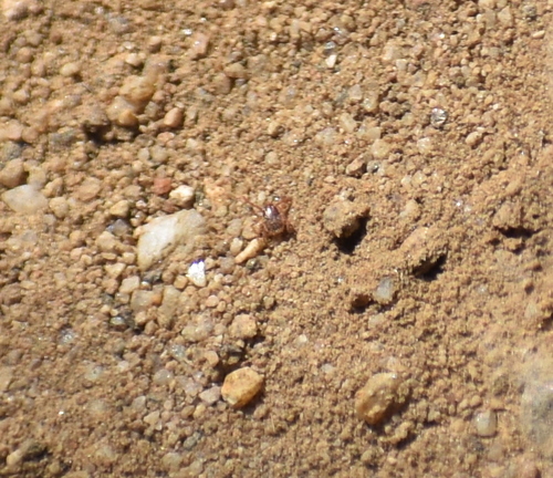 photo of Ticks (Ixodida)