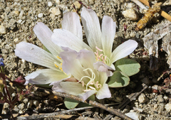 Lewisia kelloggii