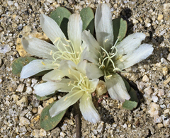 Lewisia kelloggii