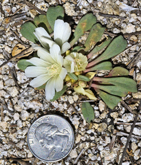 Lewisia kelloggii