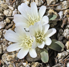 Lewisia kelloggii