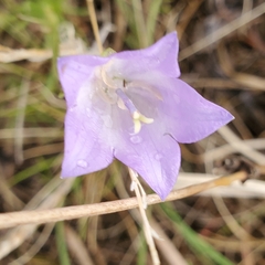 Campanula petiolata