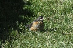 Turdus migratorius