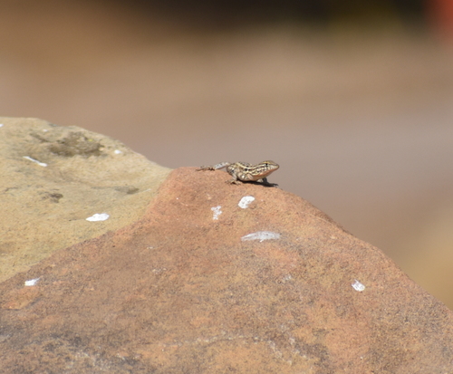 photo of Common Side-blotched Lizard (Uta stansburiana)