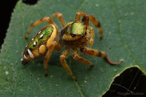 Golden Jumping Spider
