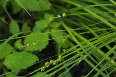 Carex atlantica