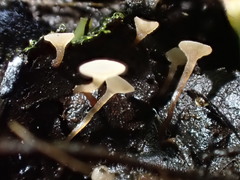Ciboria conformata
