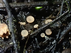 Ciboria conformata