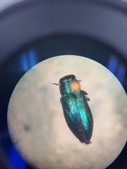 Chrysobothris analis