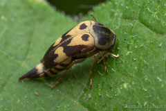 Glipa oculata