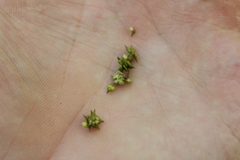 Carex atlantica