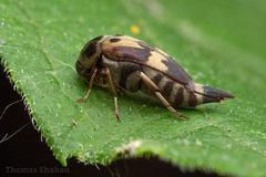 Glipa oculata