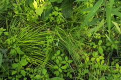 Carex atlantica