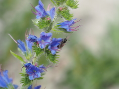 Ceratina cucurbitina