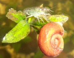 Cambarellus montezumae