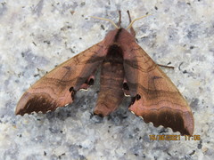 Marumba gaschkewitschii