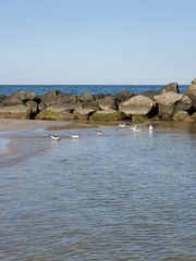 Thalasseus sandvicensis