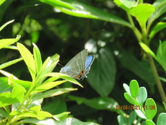 Chrysozephyrus smaragdinus