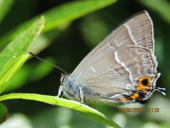 Chrysozephyrus smaragdinus