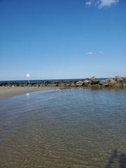 Thalasseus sandvicensis