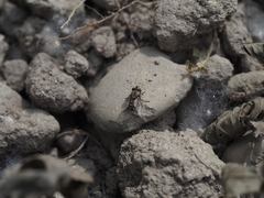 Metopia argyrocephala