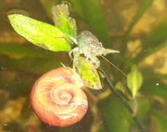 Cambarellus montezumae