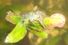 Cambarellus montezumae