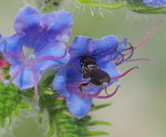 Ceratina cucurbitina