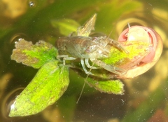 Cambarellus montezumae