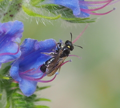 Ceratina cucurbitina