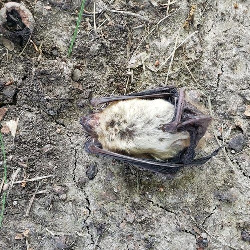 Big Brown Bat photographed in Kansas