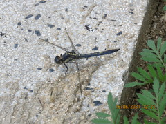 Orthetrum lineostigma