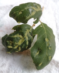 Dryomyia lichtensteinii