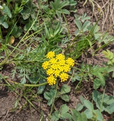 Pseudocymopterus