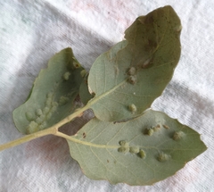 Dryomyia lichtensteinii