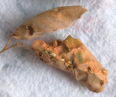 Dryomyia lichtensteinii