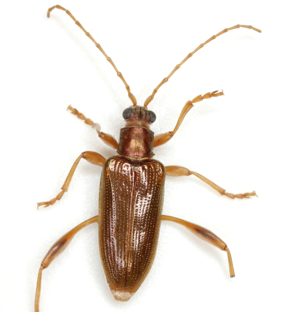 Pale pond lily leaf beetle