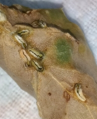 Dryomyia lichtensteinii